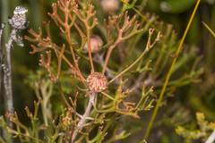 Isopogon mnoraifolius