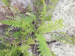 Myriopteris microphylla
