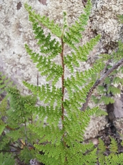 Myriopteris microphylla