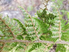 Myriopteris microphylla