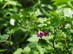 Rubus vernus