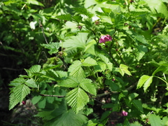 Rubus vernus
