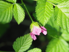 Rubus vernus