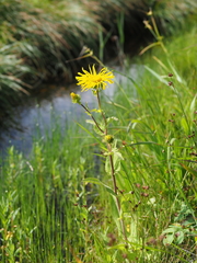 Inula ciliaris