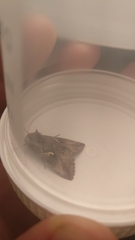 Autographa gamma
