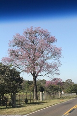 Handroanthus heptaphyllus