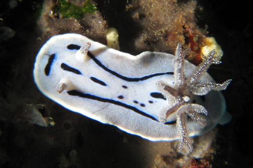 Chromodoris willani