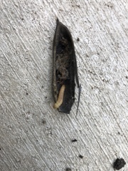 Uresiphita reversalis