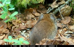 Craseomys rufocanus