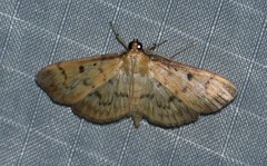 Herpetogramma fluctuosalis