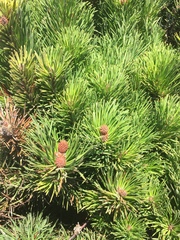 Pinus contorta contorta