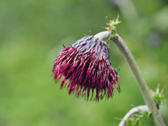 Cirsium chokaiense
