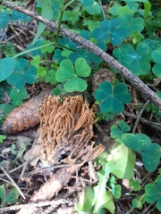 Phaeoclavulina eumorpha