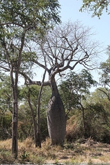Ceiba chodatii