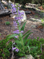 Penstemon glaber