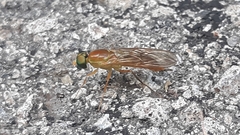 Ptecticus trivittatus