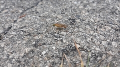 Ptecticus trivittatus