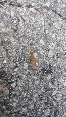 Ptecticus trivittatus