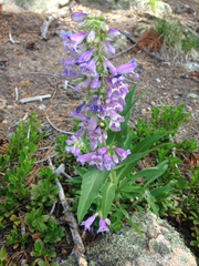 Penstemon glaber