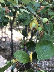 Crataegus tracyi