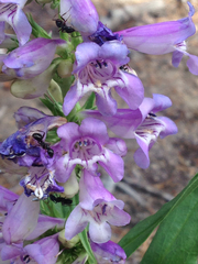 Penstemon glaber