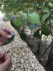 Crataegus tracyi