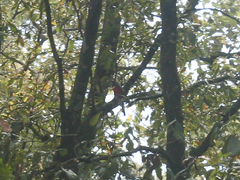 Trogon