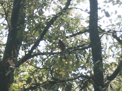 Trogon