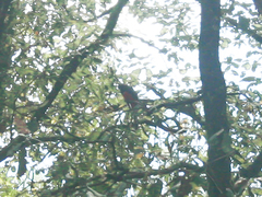 Trogon