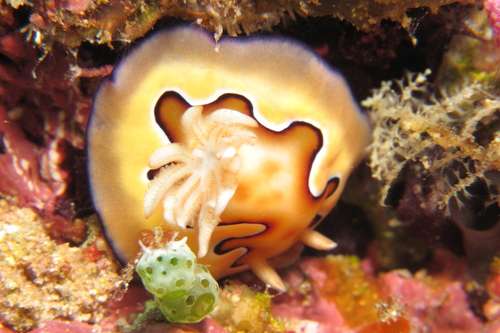 Goniobranchus coi