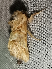 Acronicta geographica