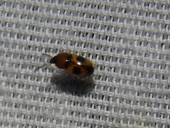 Poecilocrypticus formicophilus