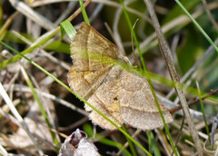 Metarranthis obfirmaria