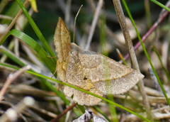 Metarranthis obfirmaria
