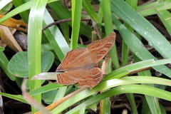 Junonia goudotii