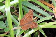 Junonia goudotii