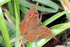 Junonia goudotii