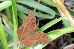 Junonia goudotii