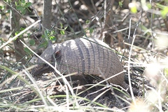 Euphractus sexcinctus