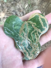 Marmara smilacisella