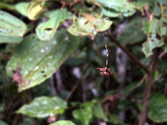 Gasteracantha versicolor