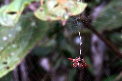 Gasteracantha versicolor