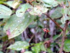 Gasteracantha versicolor