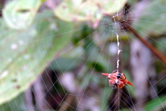Gasteracantha versicolor