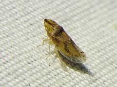 Xerophloea viridis