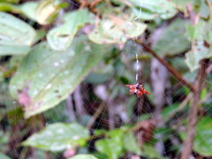 Gasteracantha versicolor