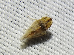 Xerophloea viridis