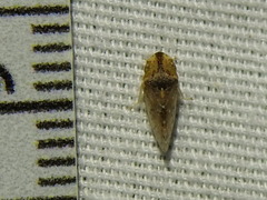 Xerophloea viridis