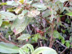 Gasteracantha versicolor