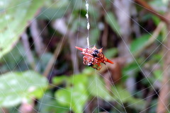 Gasteracantha versicolor